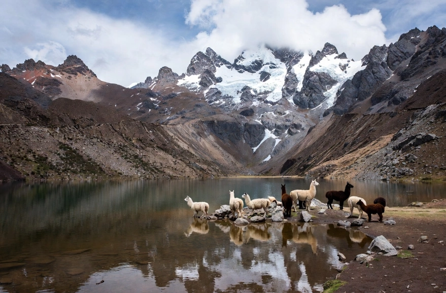 Slakantay with Llamas 